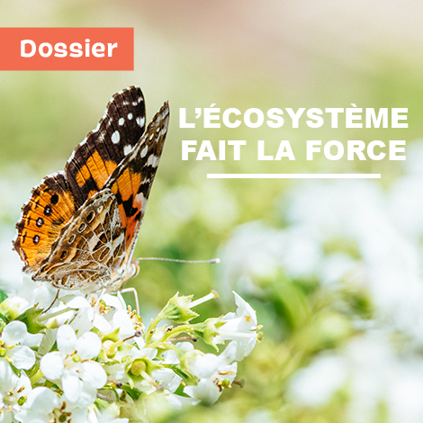 Reportage : L'écosystème fait la force Reportage : L'écosystème fait la force